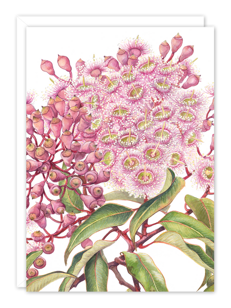 Pink Gum
