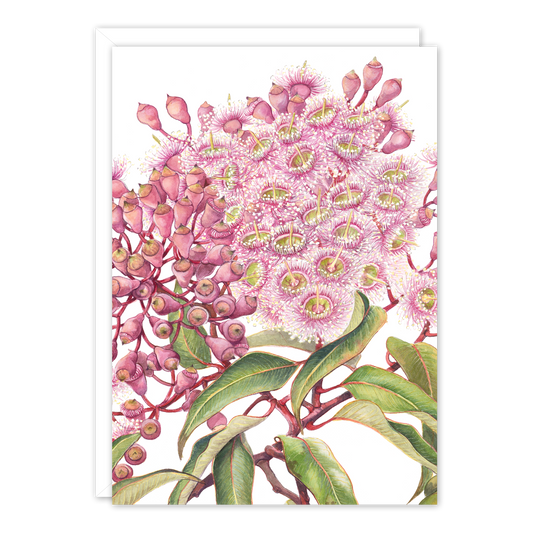 Pink Gum