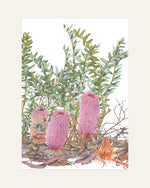banksia blechnifolia front design