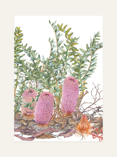 banksia blechnifolia front design