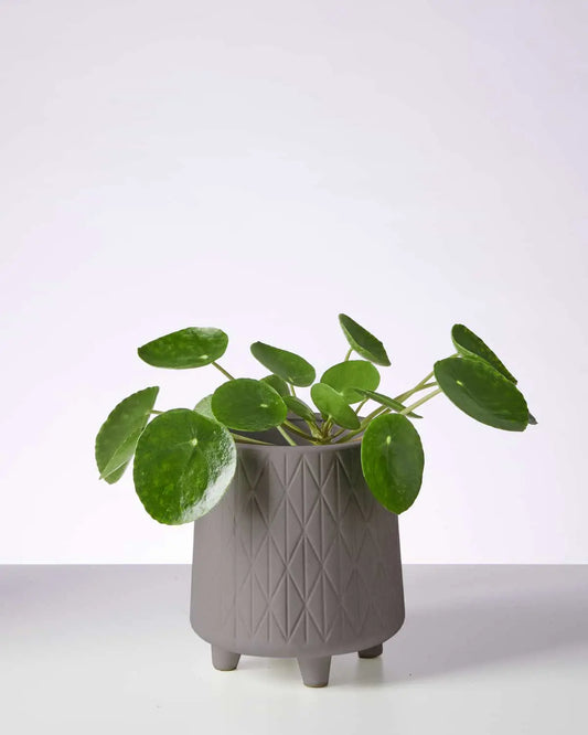 Chinese Money Plant in Grey Footed Pot