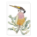 Honeyeater on Banksia
