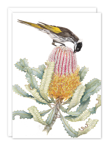 Honeyeater on Banksia
