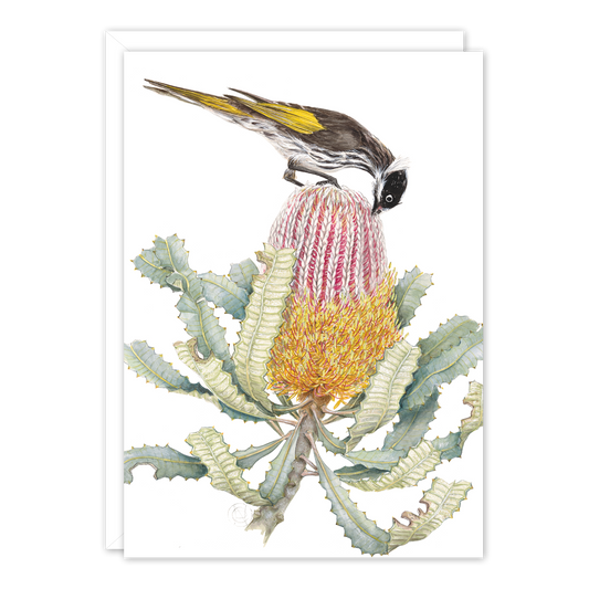 Honeyeater on Banksia