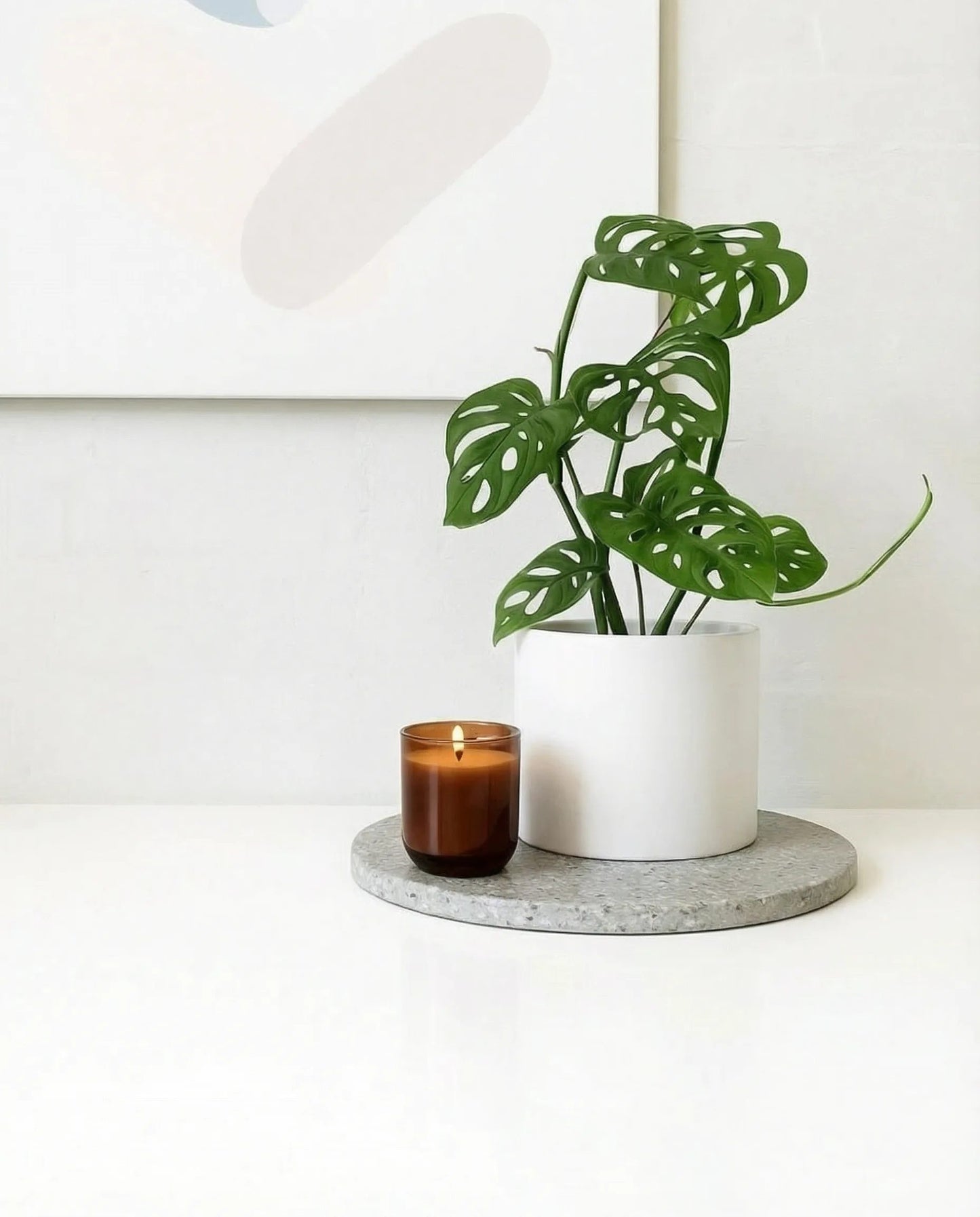 Monstera Adansonii in a white pot, 120mm