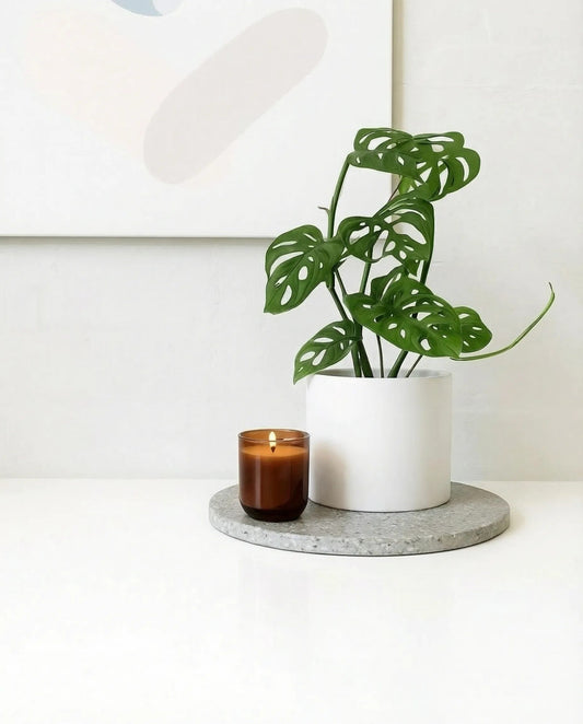 Monstera Adansonii in a white pot, 120mm
