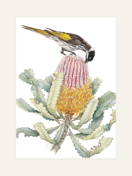 honeyeater on banksia front design