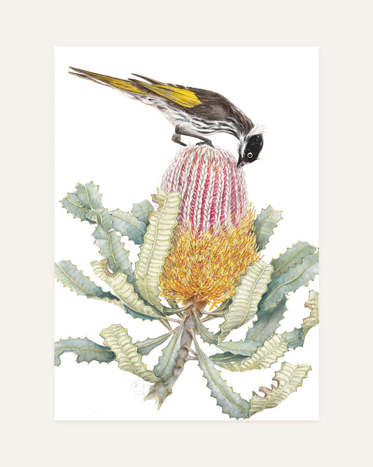 honeyeater on banksia front design