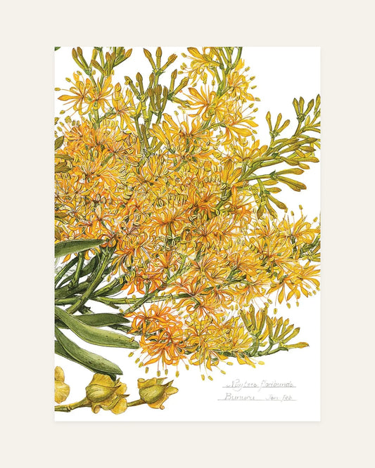 nuytsia floribunda cape arid front design