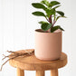 Peperomia Red Canon in Sand Finish Pot (120mm)