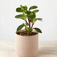 Peperomia Red Canon in Sand Finish Pot (120mm)