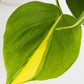 Philodendron Brasil (120mm)