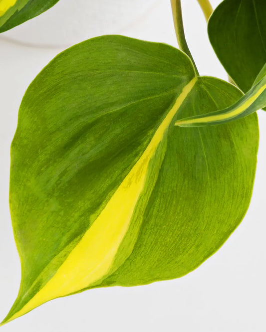 Philodendron Brasil (120mm)