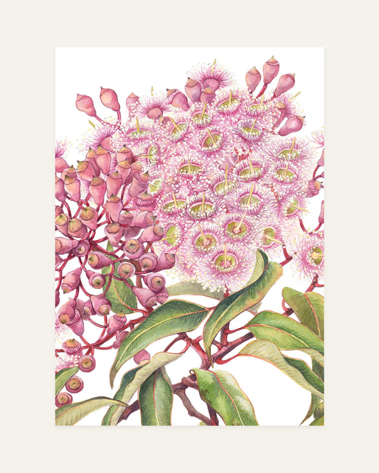 pink gum front design