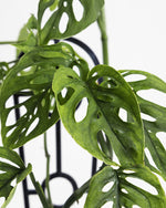 Monstera Adansonii in White Pot 120mm