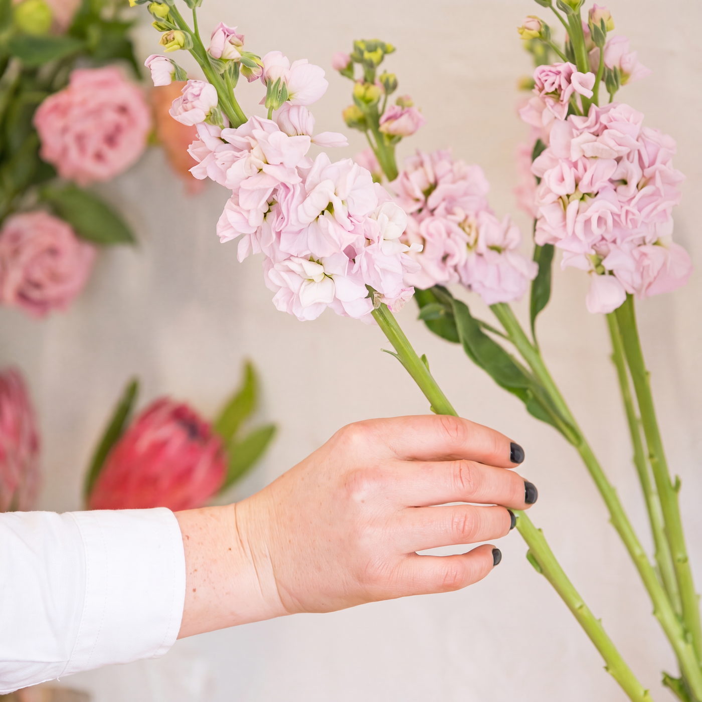 Florist holding a stem of pale pink stock flowers